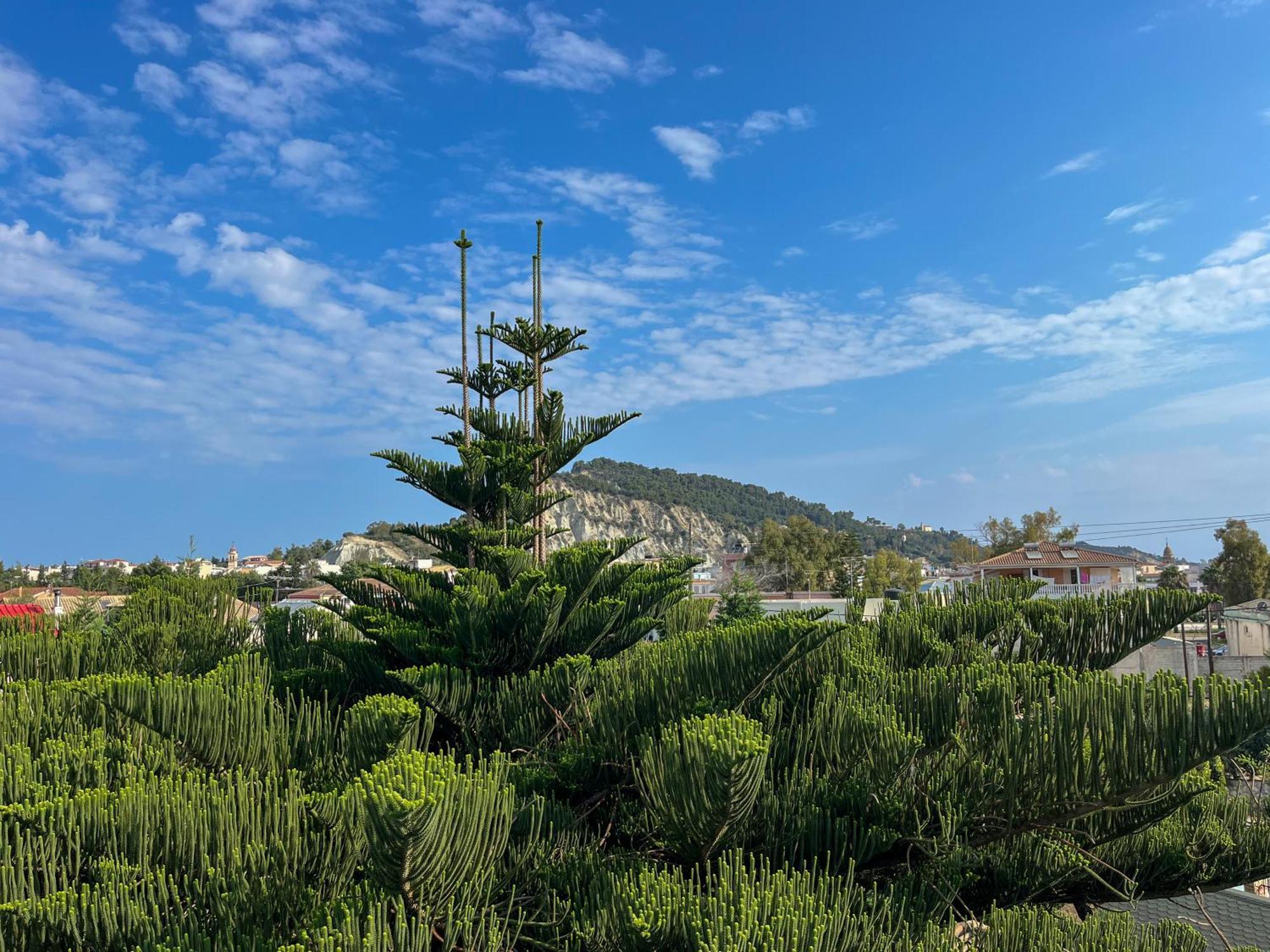 Pettas * Zakynthos